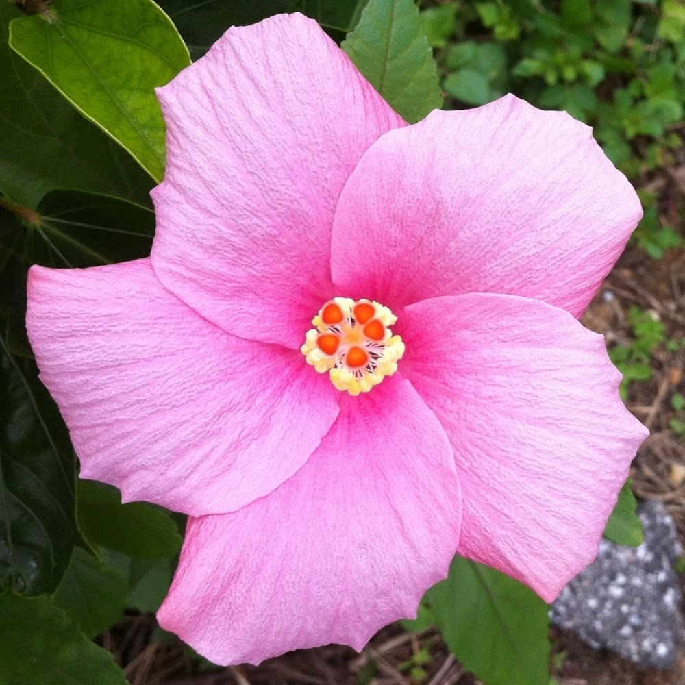 Meet your Posher, Yessenia